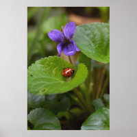 Ladybug über süße Violettsorten-Blume
