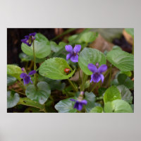Ladybug über süße Violettsorten-Blume