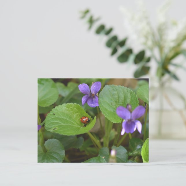 Ladybug über süße Violettsorten-Blume Postkarte (Stehend Vorderseite)