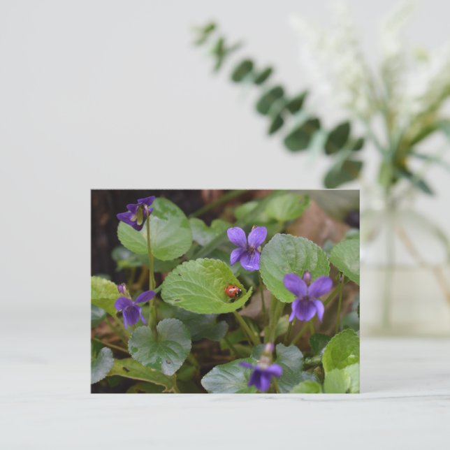 Ladybug über süße Violettsorten-Blume Postkarte (Stehend Vorderseite)