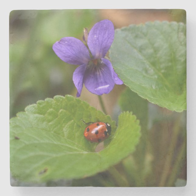 Ladybug über süße Violettsorten-Blume Steinuntersetzer (Vorderseite)