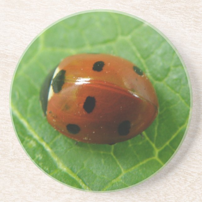Ladybug Untersetzer (Vorne)
