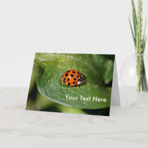Ladybug up Nah Nature Foto Card Karte