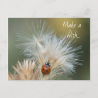 Ladybug Wish Postcard