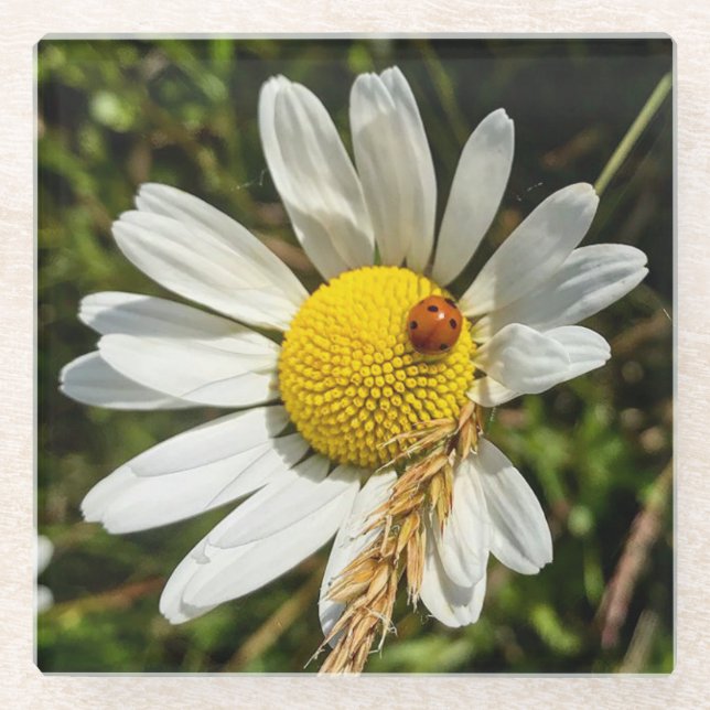 Ladybug zu Daisy Glasuntersetzer (Vorderseite)
