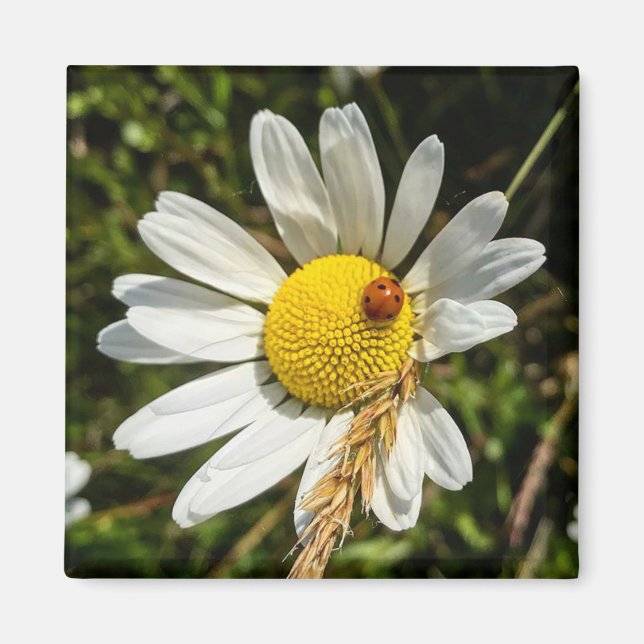 Ladybug zu Daisy Magnet (Vorne)