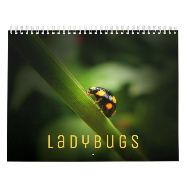 Ladybugs [2] Wall Calendar Kalender (Titelbild)