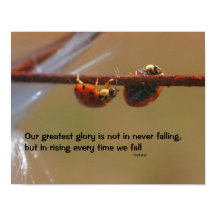 Ladybugs Attitude Inspiration Konfuzius Zitat