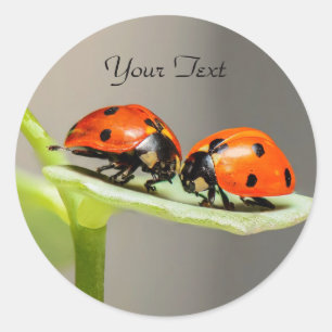 Ladybugs Beetles Classic Round Sticker