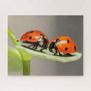 Ladybugs Beetles Jigsaw Puzzle