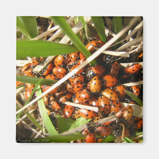 Ladybugs (Coccinellidae) Magnet (Vorne)