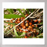 Ladybugs (Coccinellidae)