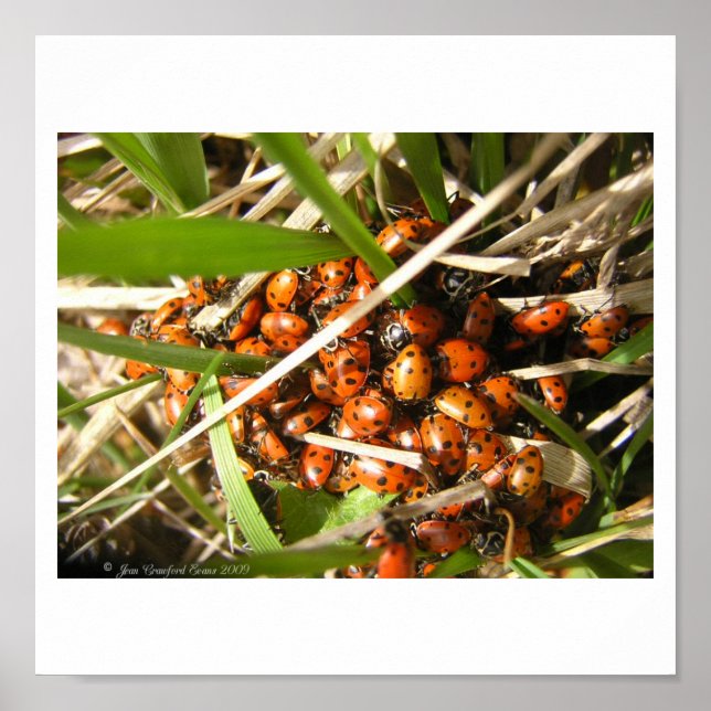 Ladybugs (Coccinellidae) Poster (Vorne)