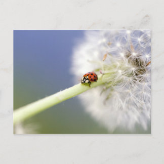 Ladybugs & Dandelion Postkarte