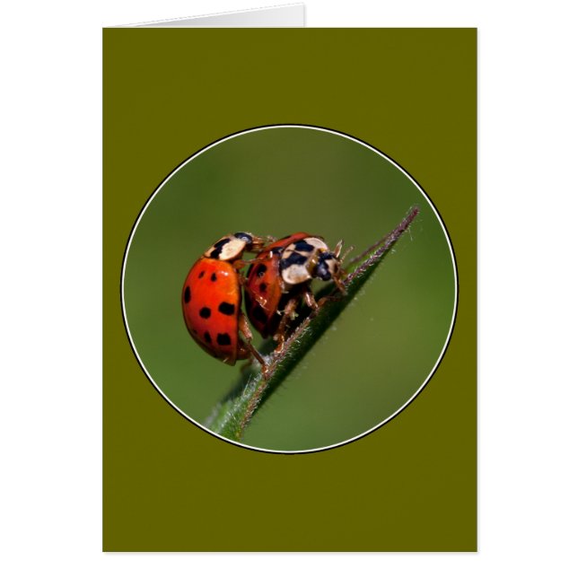 Ladybugs En Amour (Devant)