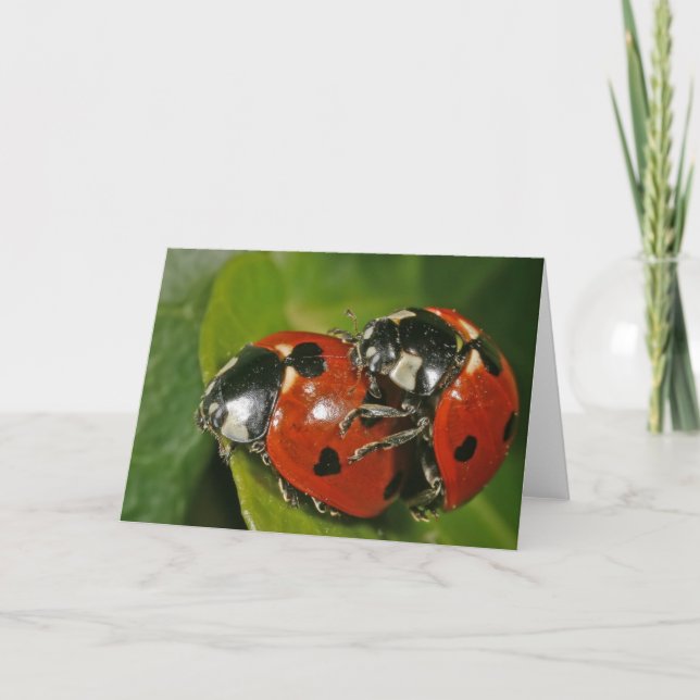 Ladybugs in Liebe Karte (Vorderseite)
