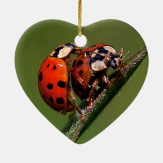 Ladybugs in Liebe Keramik Ornament (Hinten)