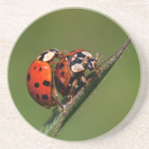 Ladybugs In Love Sandstein Untersetzer