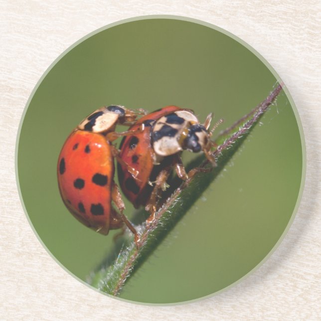 Ladybugs In Love Sandstein Untersetzer (Vorne)