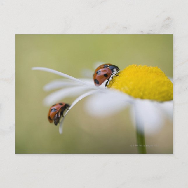 Ladybugs on a oxeye daisy, Biei, Hokkaido Postkarte (Vorderseite)