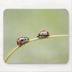 Ladybugs on stamm, Biei, Hokkaido, Japan Mousepad