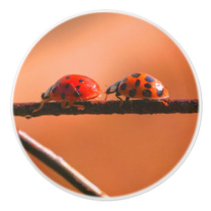 Ladybugs Play folgen dem Nahen Führer Keramikknauf