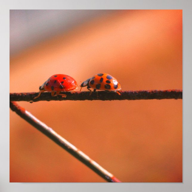 Ladybugs Play folgen dem Nahen Führer Poster (Vorne)