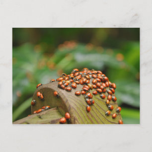 Ladybugs Postkarte