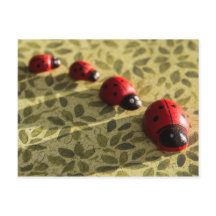 Ladybugs Postkarte