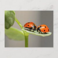 Ladybugs