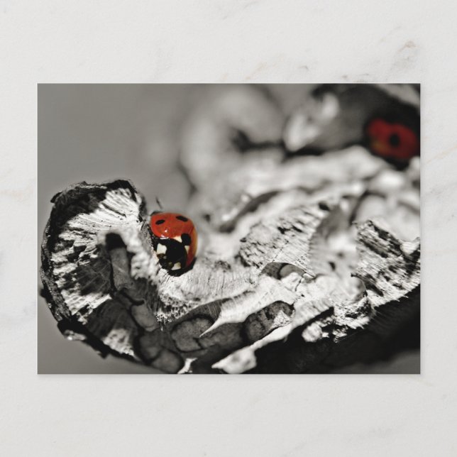 Ladybugs Postkarten (Vorderseite)