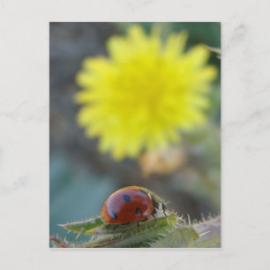 Ladybugs Weltpostkarte Postkarte