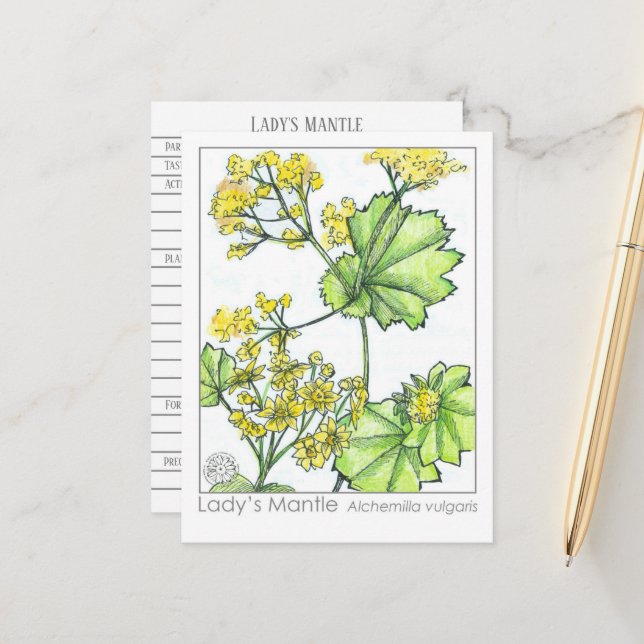 Lady's Mantle Materia Medica Monograph Postkarte (Vorderseite/Rückseite Beispiel)