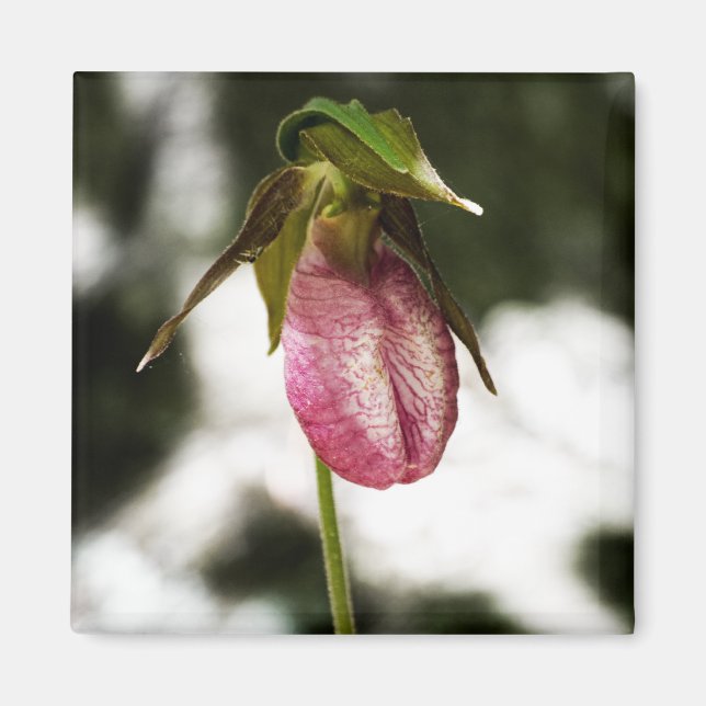 Lady's Slipper #8299 Magnet (Vorne)