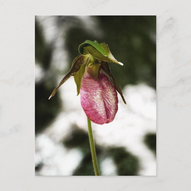 Lady's Slipper #8299 Postkarte (Vorderseite)