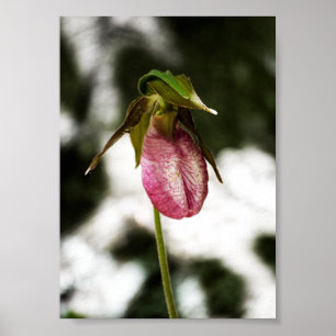 Lady's Slipper #8299 Print Poster