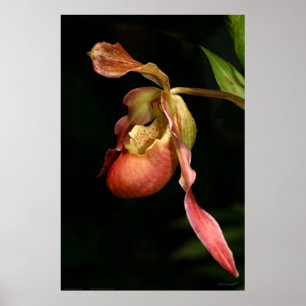 Lady's-Slipper Orchid Art Poster -40x60 oder klein