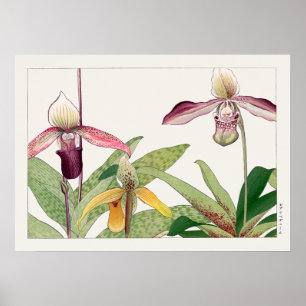 Lady's Slipper Orchid Blume von Tanigami Konan, Poster