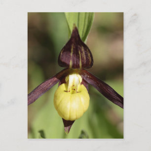 Ladys slipper Orchid Postkarte