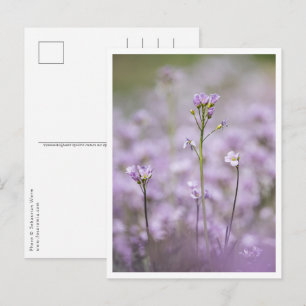 Lady's Smock Nature Foto Postkarte