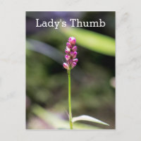Lady's Thumb Pink Wildblume Floral Postcard
