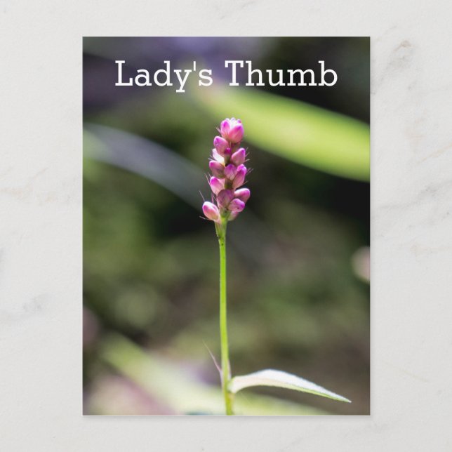 Lady's Thumb Pink Wildblume Floral Postcard Postkarte (Vorderseite)