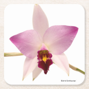 Laelia Ancep Rechteckiger Pappuntersetzer