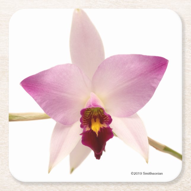 Laelia Ancep Rechteckiger Pappuntersetzer (Vorderseite)