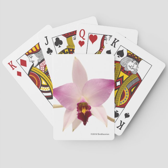 Laelia Ancep Spielkarten (Rückseite)