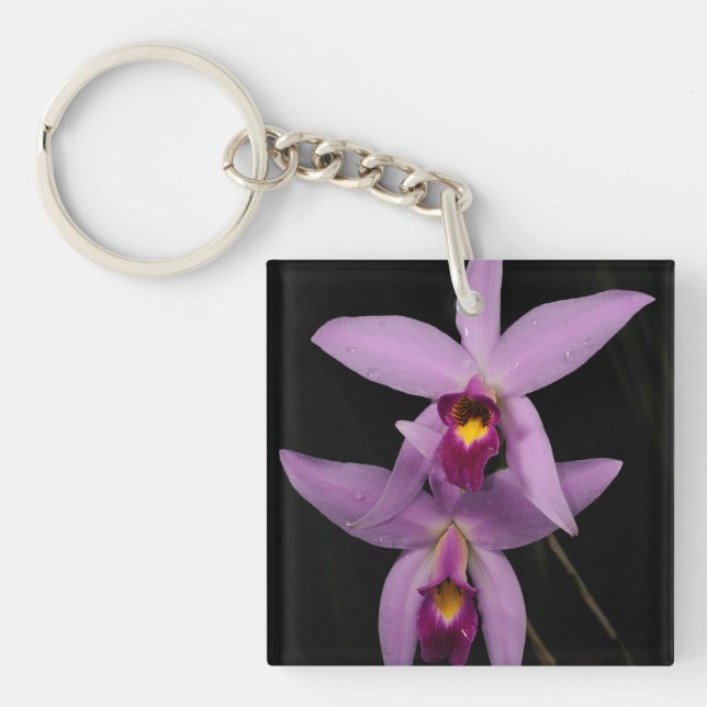 Laelia Anceps (Devant)