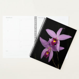 Laelia Anceps Planer