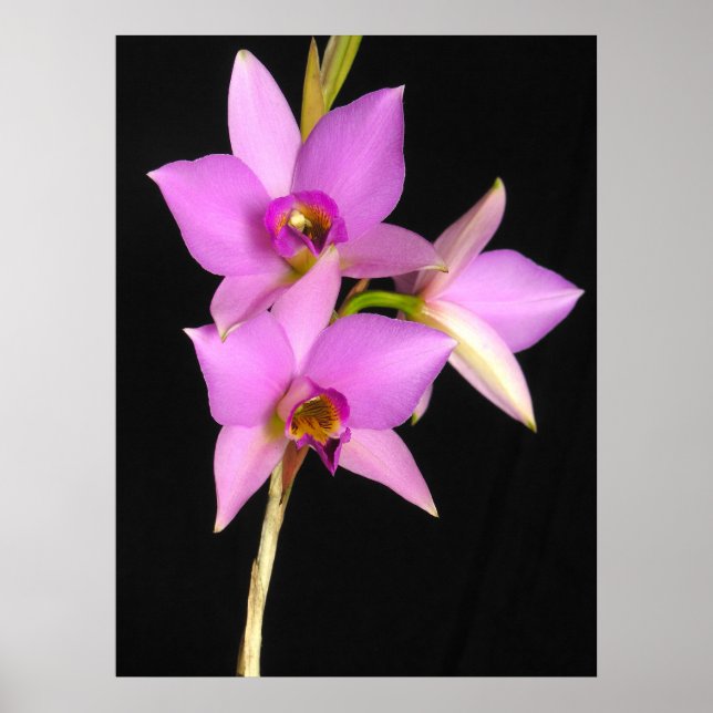 Laelia Anceps Poster (Vorne)