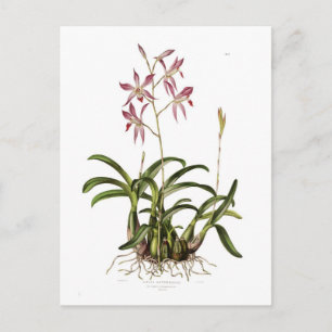 Laelia autumnalis postkarte
