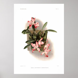 Laelia autumnalis xanthotropis poster